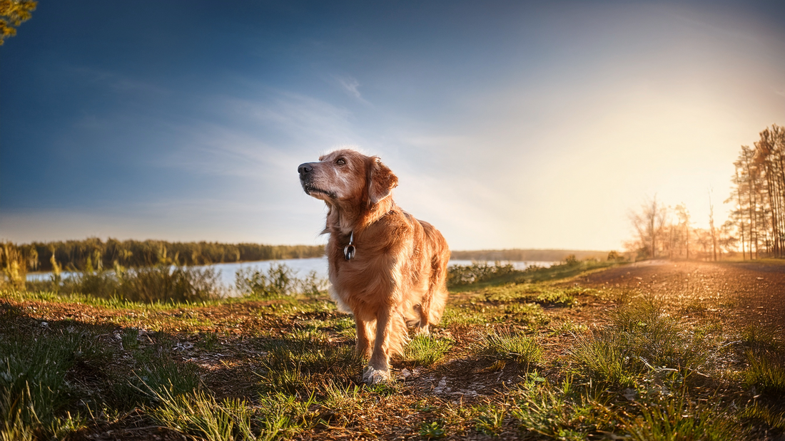 How to Help Your Aging Dog Stay Active and Safe: Essential Tips for Pet Owners