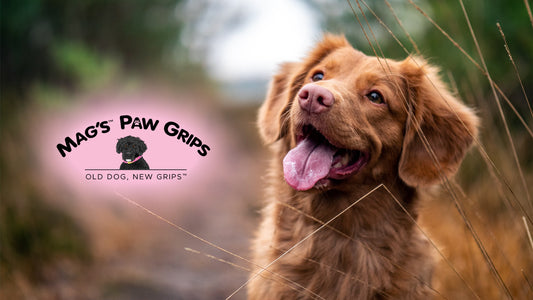 Best Paw Grips for Dogs: Improve Mobility and Comfort for Aging Pets