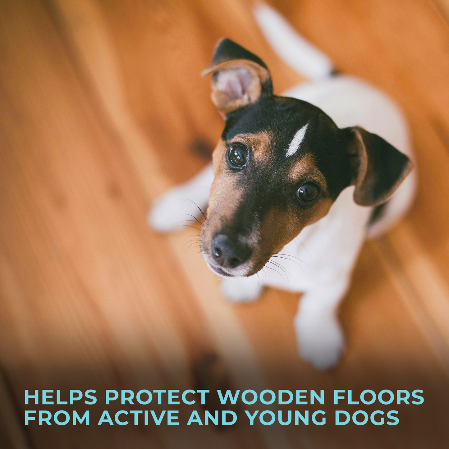 Mag s Paw Grips Anti slip Toenail Wraps For Dogs